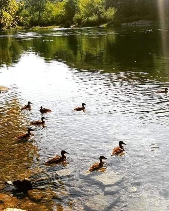 Flora&Fauna Una Bihać Exterior foto